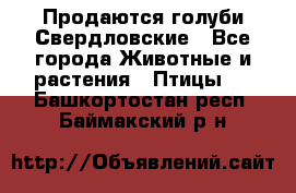 Продаются голуби Свердловские - Все города Животные и растения » Птицы   . Башкортостан респ.,Баймакский р-н